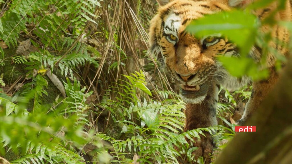 Sandokan: tra virtual production, animali digitali e mixed reality con i vfx di EDI Effetti Digitali Italiani